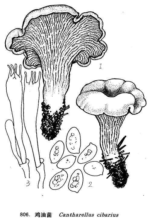 鸡油菌_中国经济真菌图谱