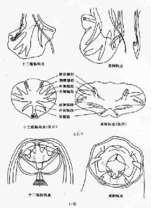 因虫体前端向背面仰曲,口囊的上缘为腹面,下缘为背面.