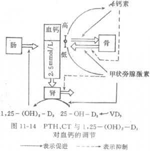 降血钙素