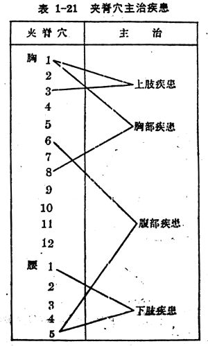 夹脊穴