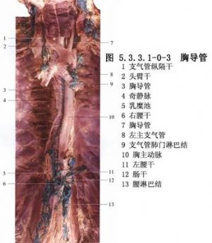 胸导管结扎法