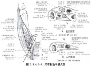 腕尺管起于豌豆骨近端,止于钩骨钩远端,长约1.