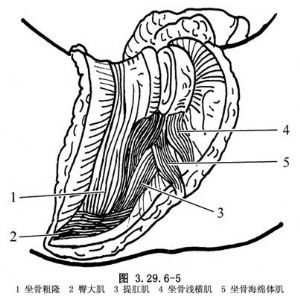 显露耻骨支,行骨膜下剥离,将坐骨海绵体肌和会阴浅横肌自耻骨内缘