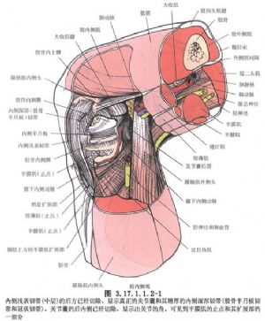 半月板修复术 词条正文 手术相关解剖见下图(图3.17.1.1.2-1,3.17.1.