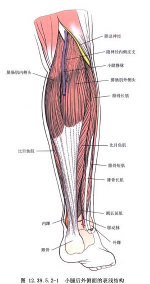 腓骨长,短肌及胫后肌腱后置术
