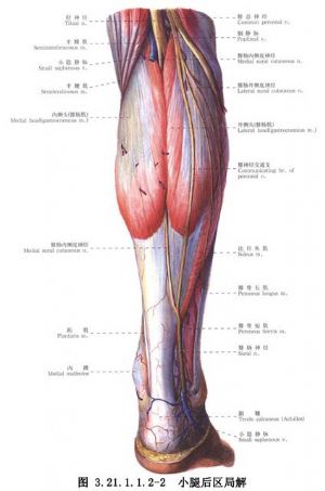 与陈旧性跟腱断裂修复术相关的文献报道