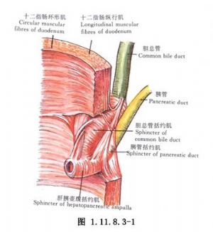 oddi括约肌切开术__医学百科