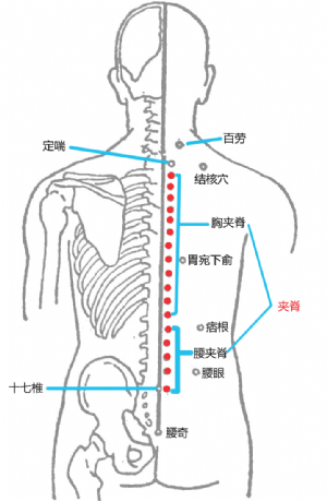 经外奇穴——夹脊的位置