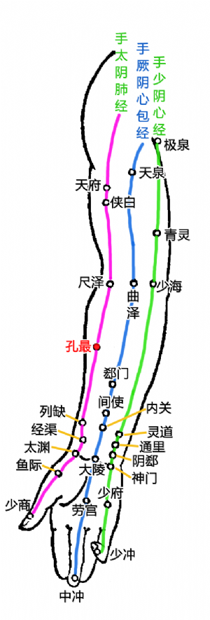 上肢内侧部经穴—孔最的位置