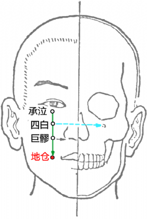 地仓_英文_拼音_地仓穴的位置,功效与作用,主治,刺