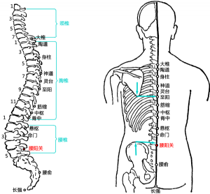 腰阳关穴在腰椎的位置