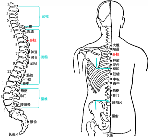 身柱穴在胸椎的位置