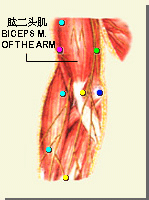 少海穴的位置(手少阴心经)少海穴的位置少海在上肢内侧部经穴中的位置