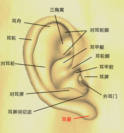 耳垂和耳珠图解图片