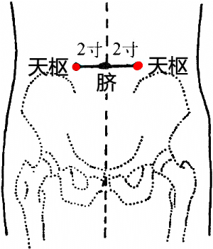天枢穴的位置——脐旁2寸.png