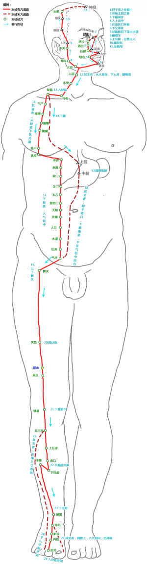 阴市穴在足阳明胃经中的位置