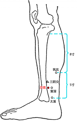 交信穴在小腿部的位置