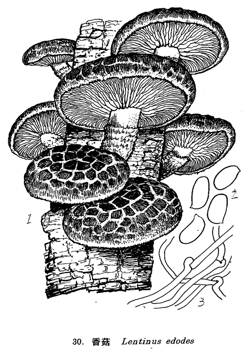 香菇_中国经济真菌图谱