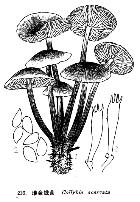 堆金钱菌_中国经济真菌图谱