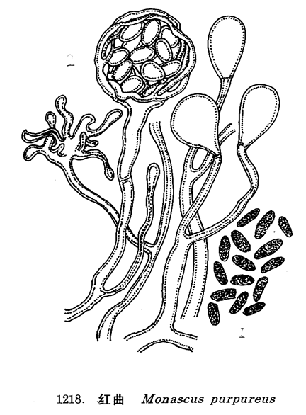 红曲_中国经济真菌图谱
