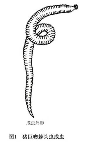 猪巨吻棘头虫病