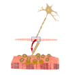 運動神經元與骨骼肌細胞之間的突觸結構-神經肌肉接點