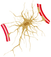 纤维性星形胶质,其突起形成终足附着在血管壁上