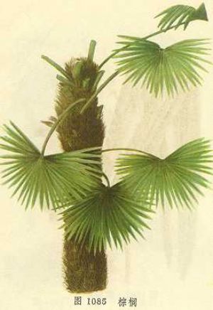 棕榈
