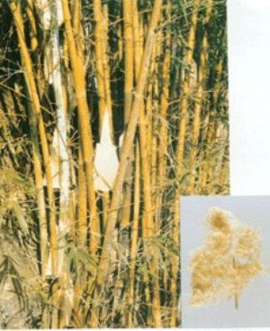 竹茹原植物及藥材