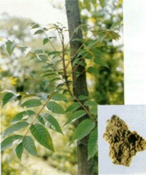 椿皮原植物及藥材
