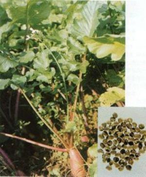 莱菔子原植物及药材