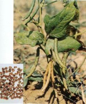 赤小豆原植物及藥材