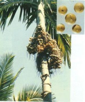 槟榔原植物及药材