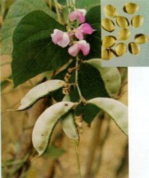 白扁豆原植物及藥材