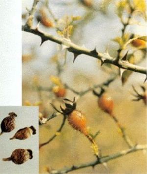 金樱子原植物及药材