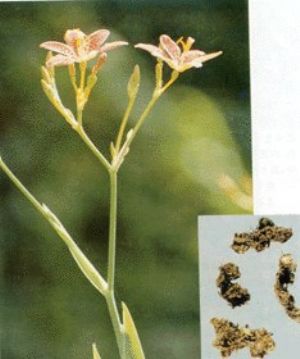 射干_射干的来源,性味归经,功效及主治,化学成分,药理作用,药典标准