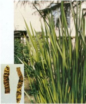 水菖蒲 水菖蒲的来源 性味归经 功效及主治 化学成分 药理作用 医学百科