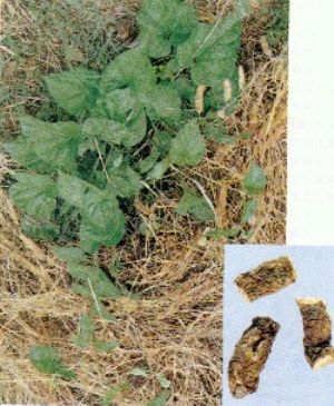 白首乌 白首乌的来源 性味归经 功效及主治 化学成分 药理作用 医学百科