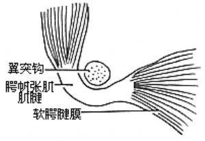 蛣2 腭帆张肌肌腱结扎方法