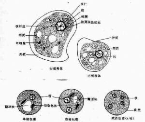 溶组织内阿米巴可分包囊和滋养体两个不同时期,成熟的4核包囊为感染期