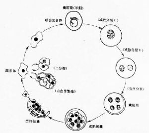 卡氏肺孢子虫_卡氏肺孢子虫的临床表现,病理,诊断_医学百科