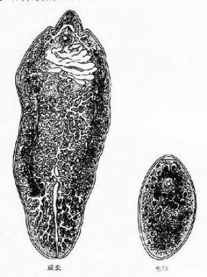 肝片形吸虫结构图图片