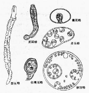 绦虫的生活史