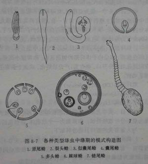 绦虫的生活史