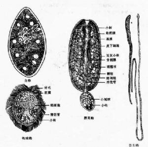 曼氏裂头绦虫虫卵和幼虫（采唐仲璋）