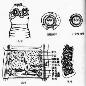 3链状带绦虫的形态