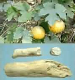 天花粉 天花粉的来源 性味归经 功效及主治 化学成分 炮制方法及作用 药理作用 药典标准 中毒的症状 治疗方法 医学百科 天花粉 天花粉的来源 性味归经 功效及主治 化学成分 炮制方法及作用 药理作用 药典标准 中毒的症状 治疗方法 医学百科