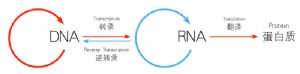 目前中國大陸高中生物教科書上所繪製的中心法則。紅色和藍色的圓形箭頭分別表示 DNA 和 RNA 自身的複製。請留意，遺傳信息由蛋白質流向 RNA 或 DNA 都是不可能出現的。