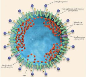 冠状病毒主要结构模式图
