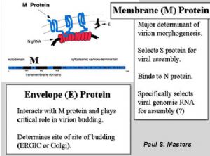 M 蛋白和 E 蛋白结构模式